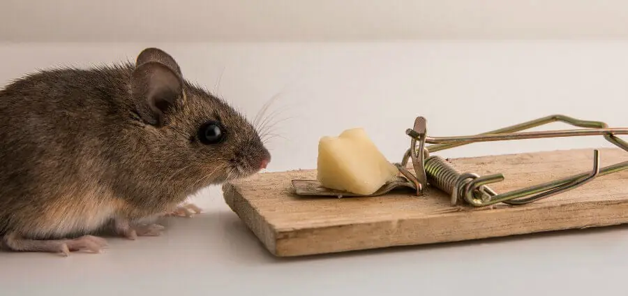 Rat traps 