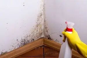 mold-removal