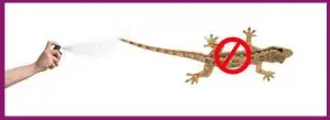 Methods to kick off Lizards, Rats, and other Insects out of Your Home
